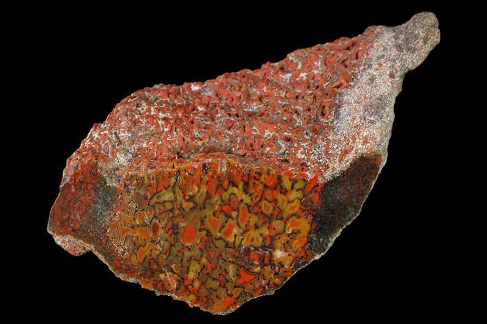 Cut & Polished Dinosaur Bone (Gembone) Section - Rare Yellow #146268